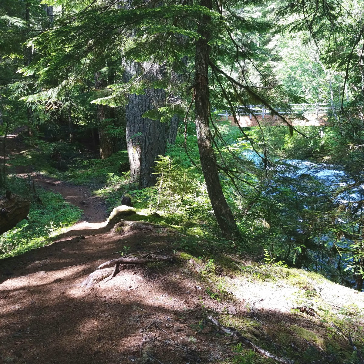 The McKenzie River&nbsp;Trail